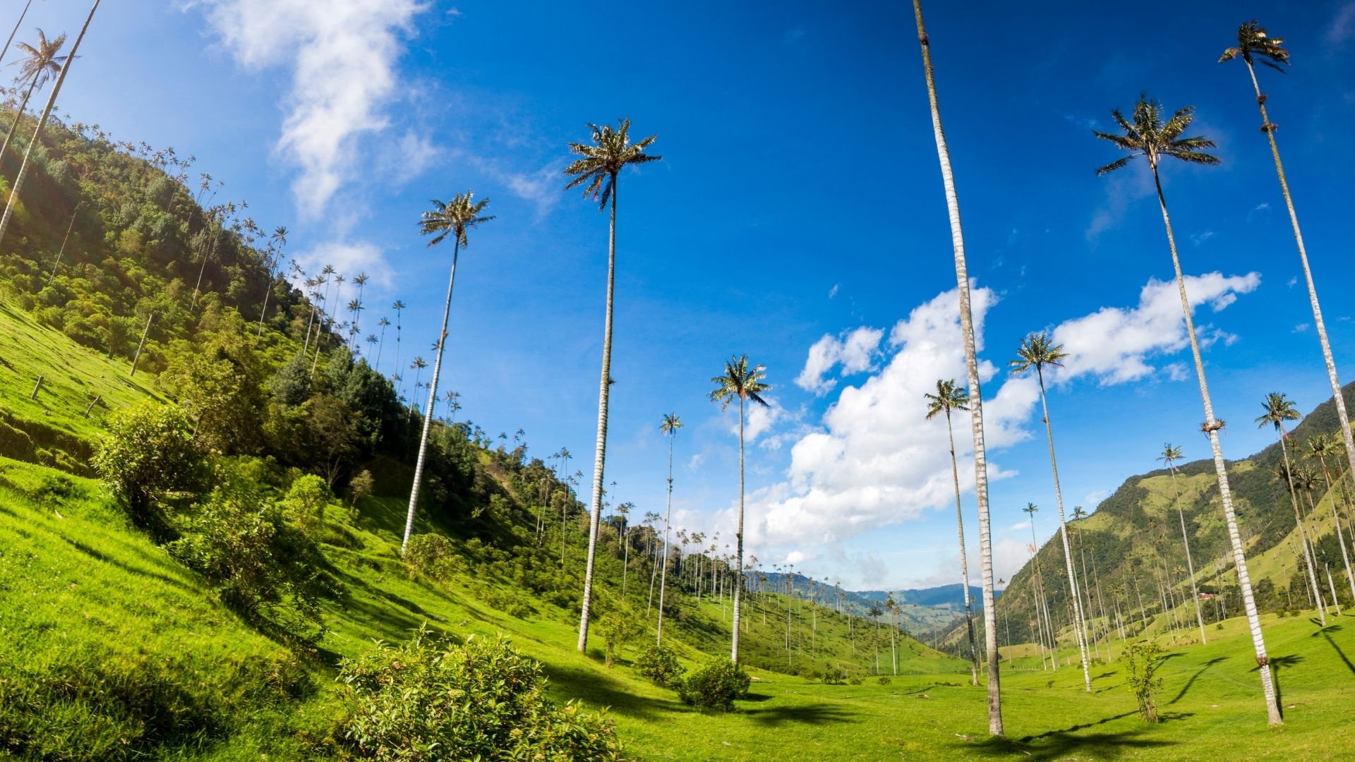 Vista panorámica del Valle de Cocora con imponentes palmeras de cera, un paraje emblemático del eje cafetero de Colombia